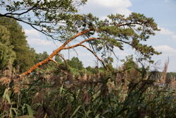 Территория Санатория Берестье летом - фотогеничное дерево на берегу