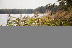 Территория Санатория Берестье летом - заросли камыша на озере