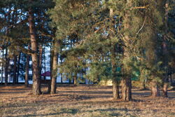 Территория Санатория Берестье зимой - зелень хвойных деревьев на солнце