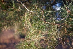 Территория Санатория Берестье зимой - вечнозелёные иголки