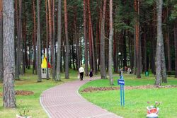Территория Санатория Ружанский - лес на территории