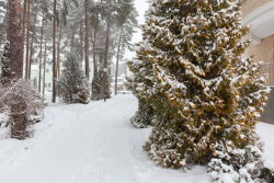 Территория Санатория Ружанский зимой - яркое озеленение