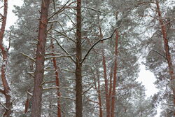 Территория Санатория Ружанский зимой - деревья в пушистом снегу