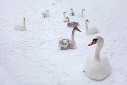 Территория Санатория Ружанский зимой - зимующие на озере лебеди