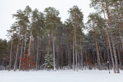 Территория Санатория Ружанский зимой - густой лес сразу за территорией