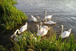 Отдых в Санатории Энергетик - лебеди, живущие на водохранилище