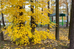 Территория Санатория Буг осенью - яркие краски осени