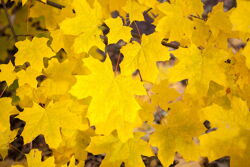 Территория Санатория Буг осенью - настоящая осенняя листва