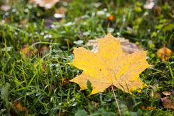 Территория Санатория Буг осенью - опавшая листва