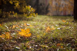 Территория Санатория Буг осенью - мягкий ковёр из травы и листьев